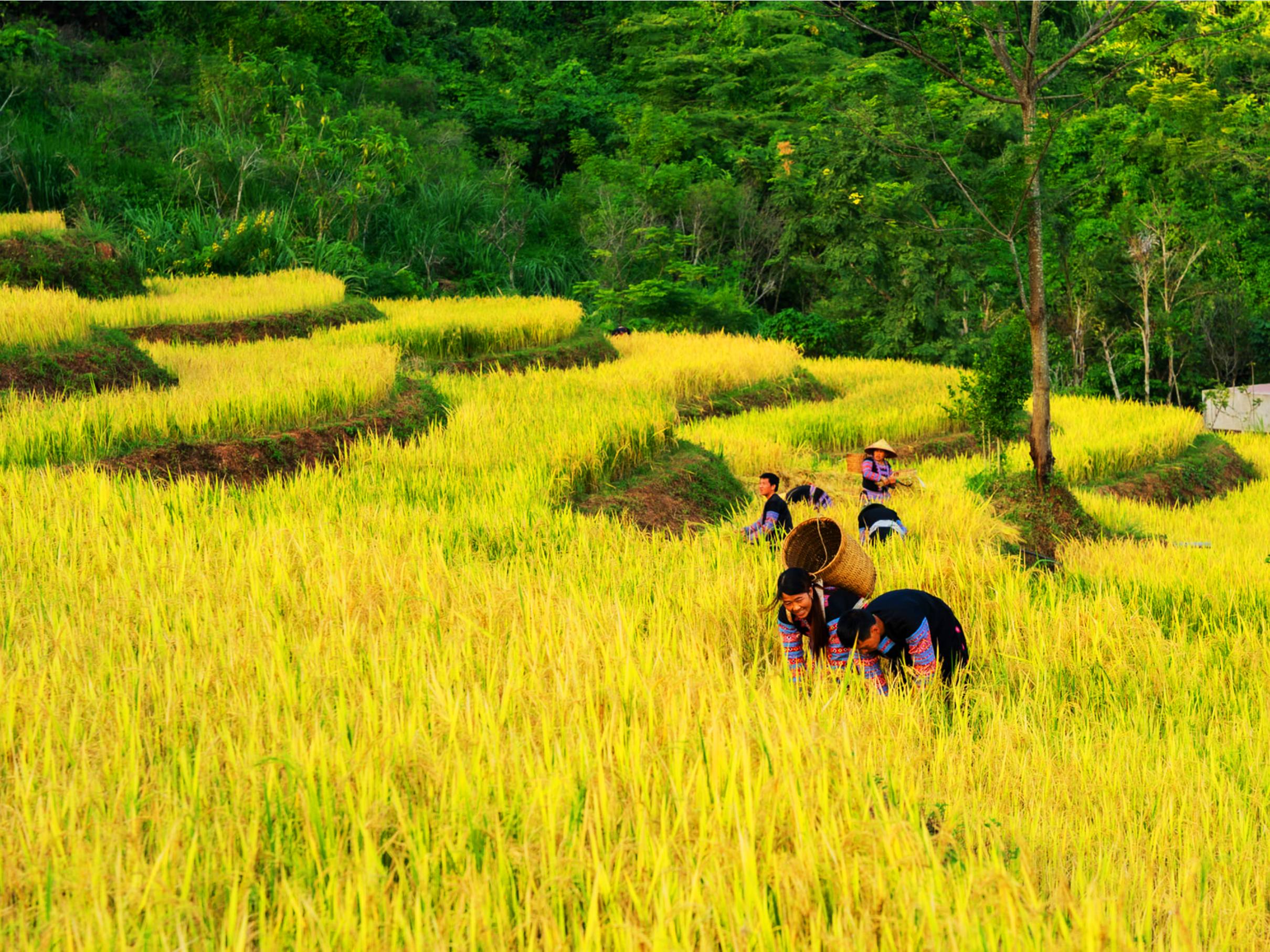 Ninh Binh: Elephant Waterfall & Mai Chau Valley Tour image 4