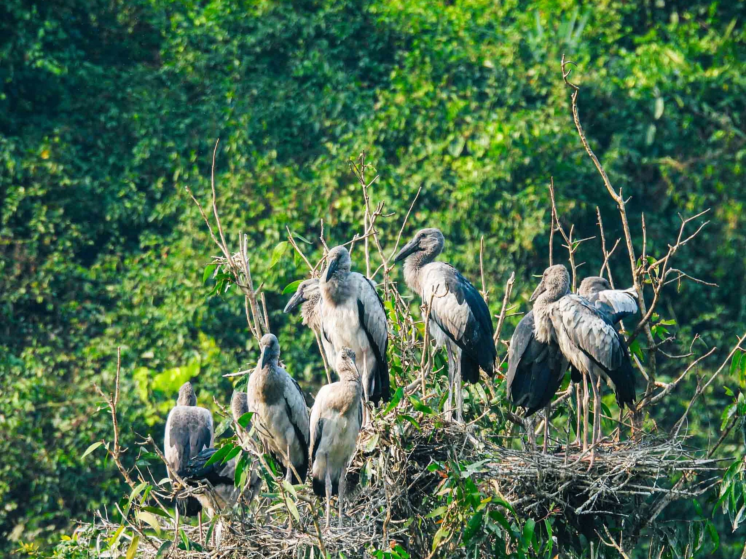 Ninh Binh: Thung Nham Bird Park & Suoi Gio Waterfall Tour image 5
