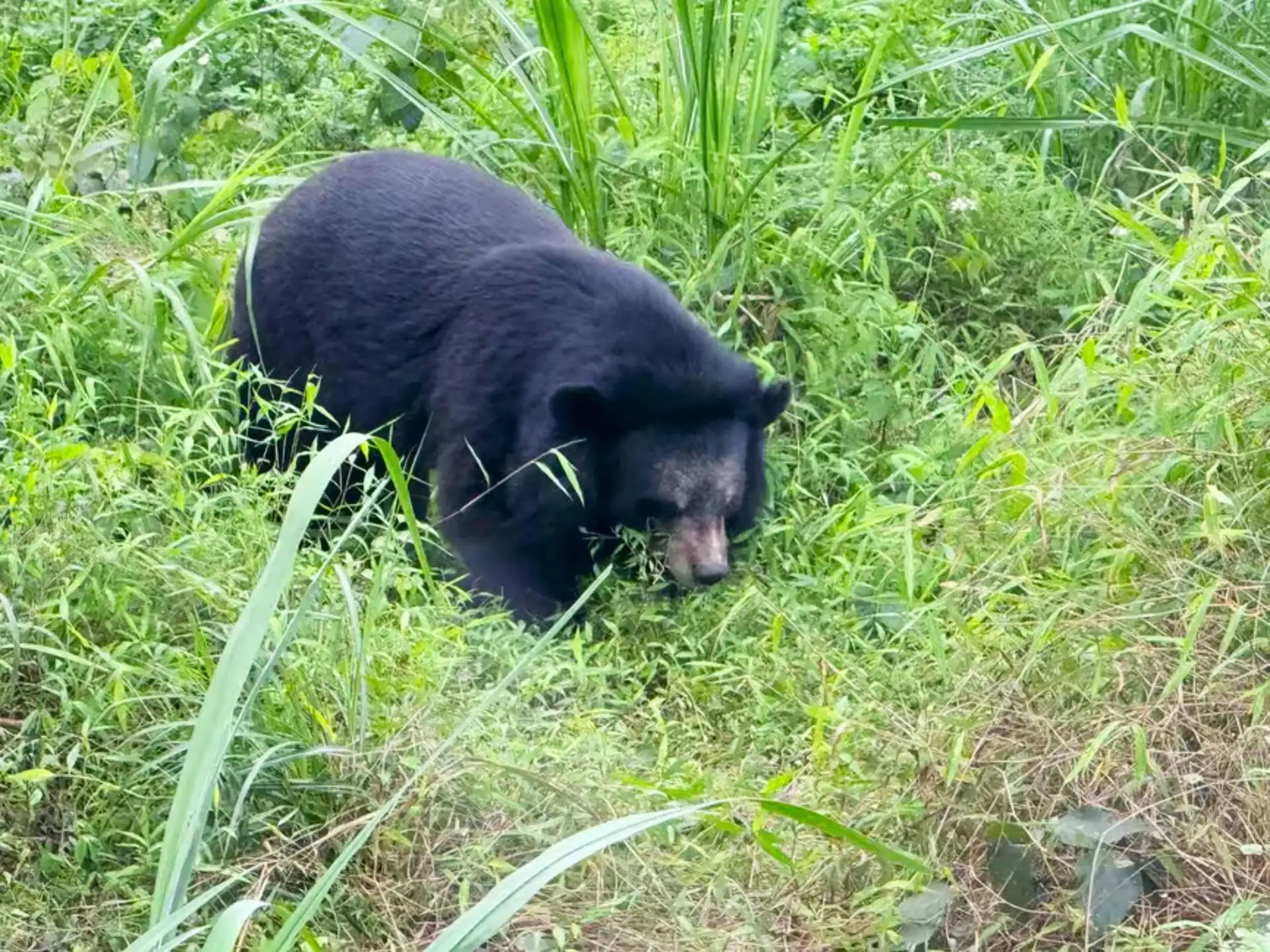 From Ninh Binh: Rescued Wildlife & Hidden Waterfall Escape Jeep Car Full Day Tour image 4