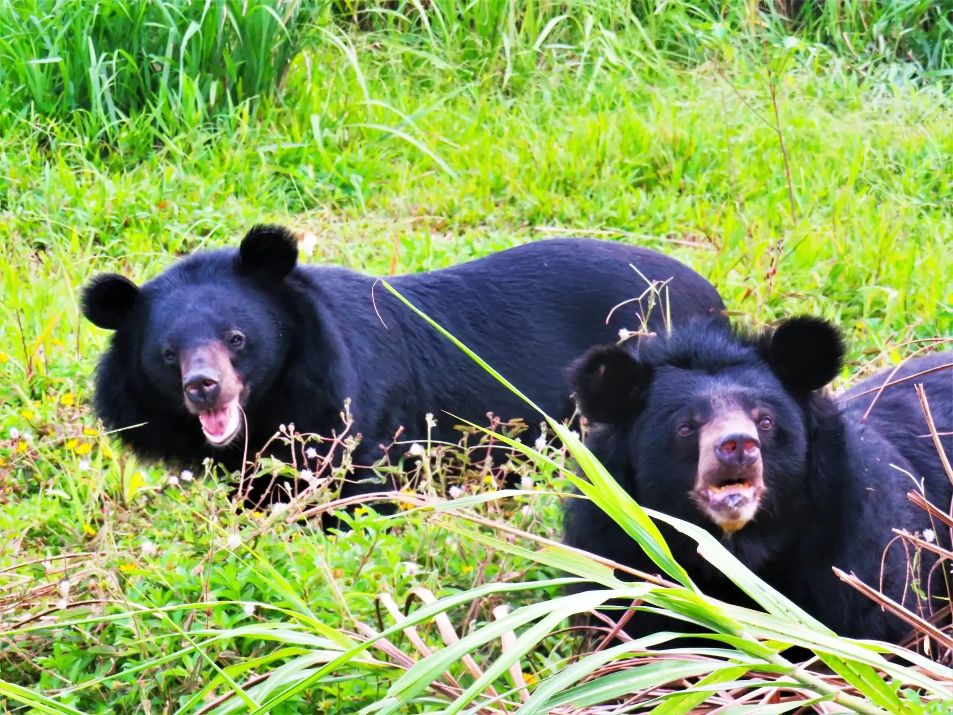 From Hanoi: Incense Village, Bear Sanctuary & Waterfall Tour image 3