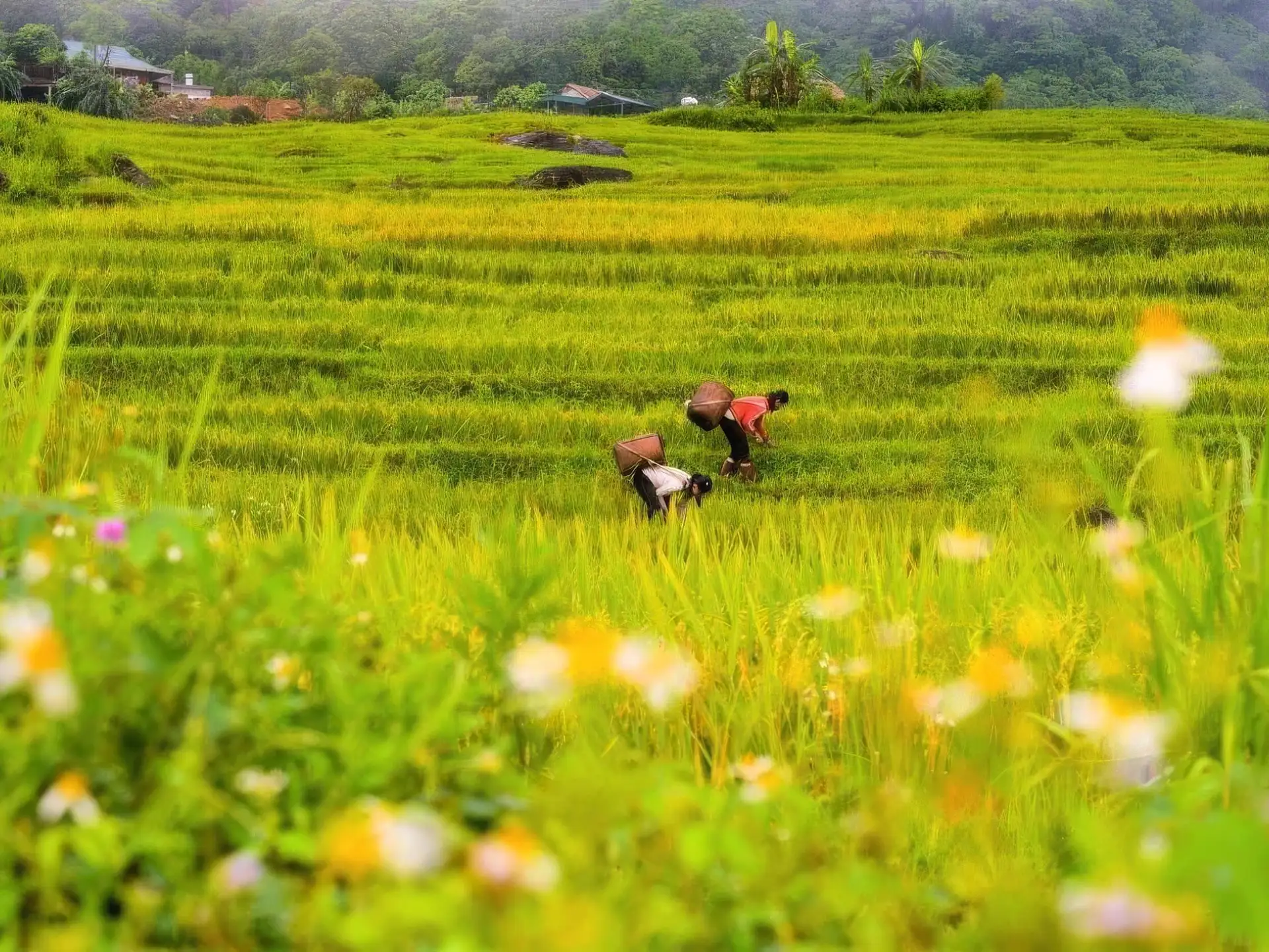 Ninh Binh to Pu Luong: Hidden Waterfall & Nature Transfer image 6
