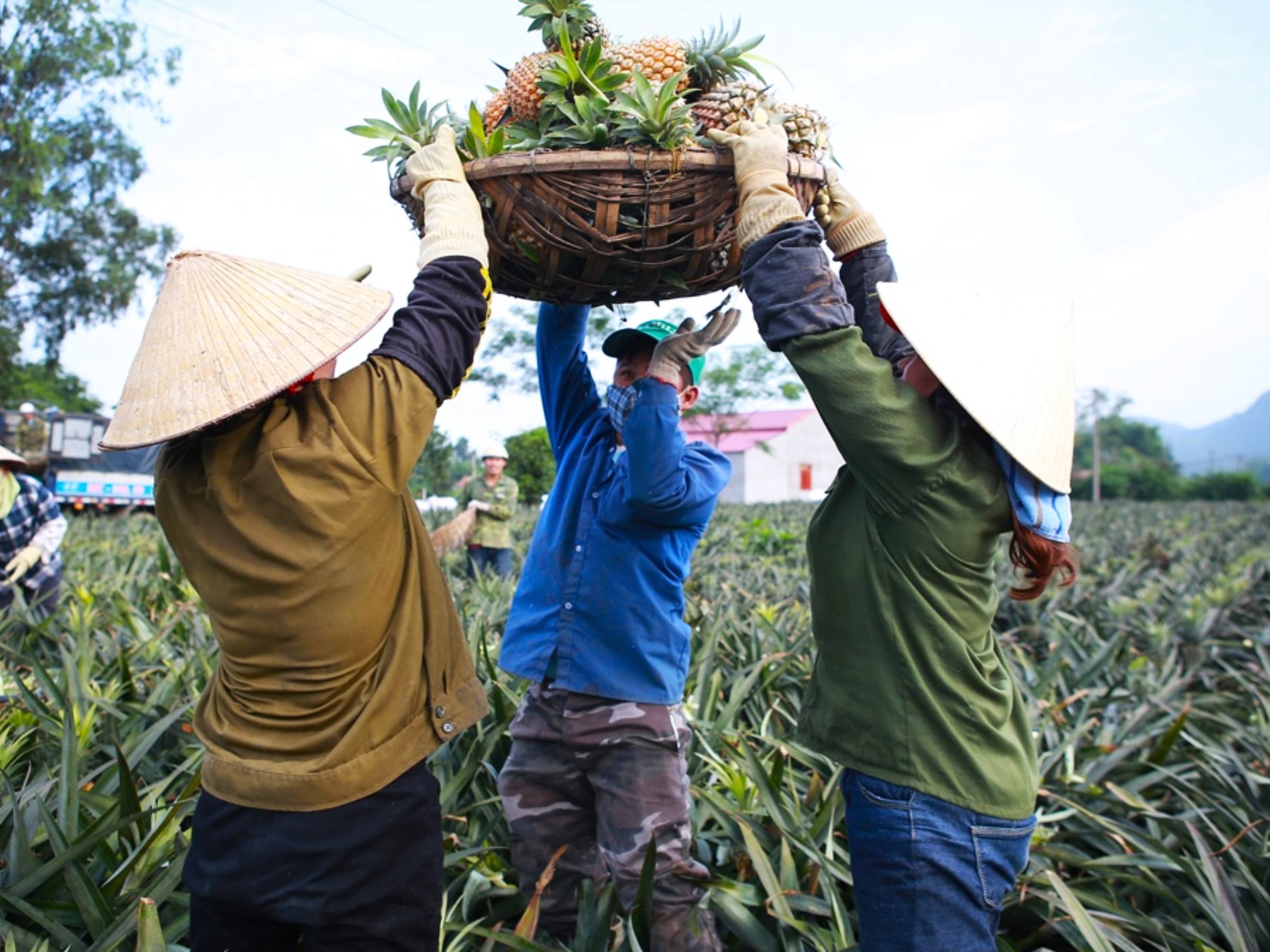Ninh Binh: Phat Diem Stone Cathedral & Pineapple Farm Tour