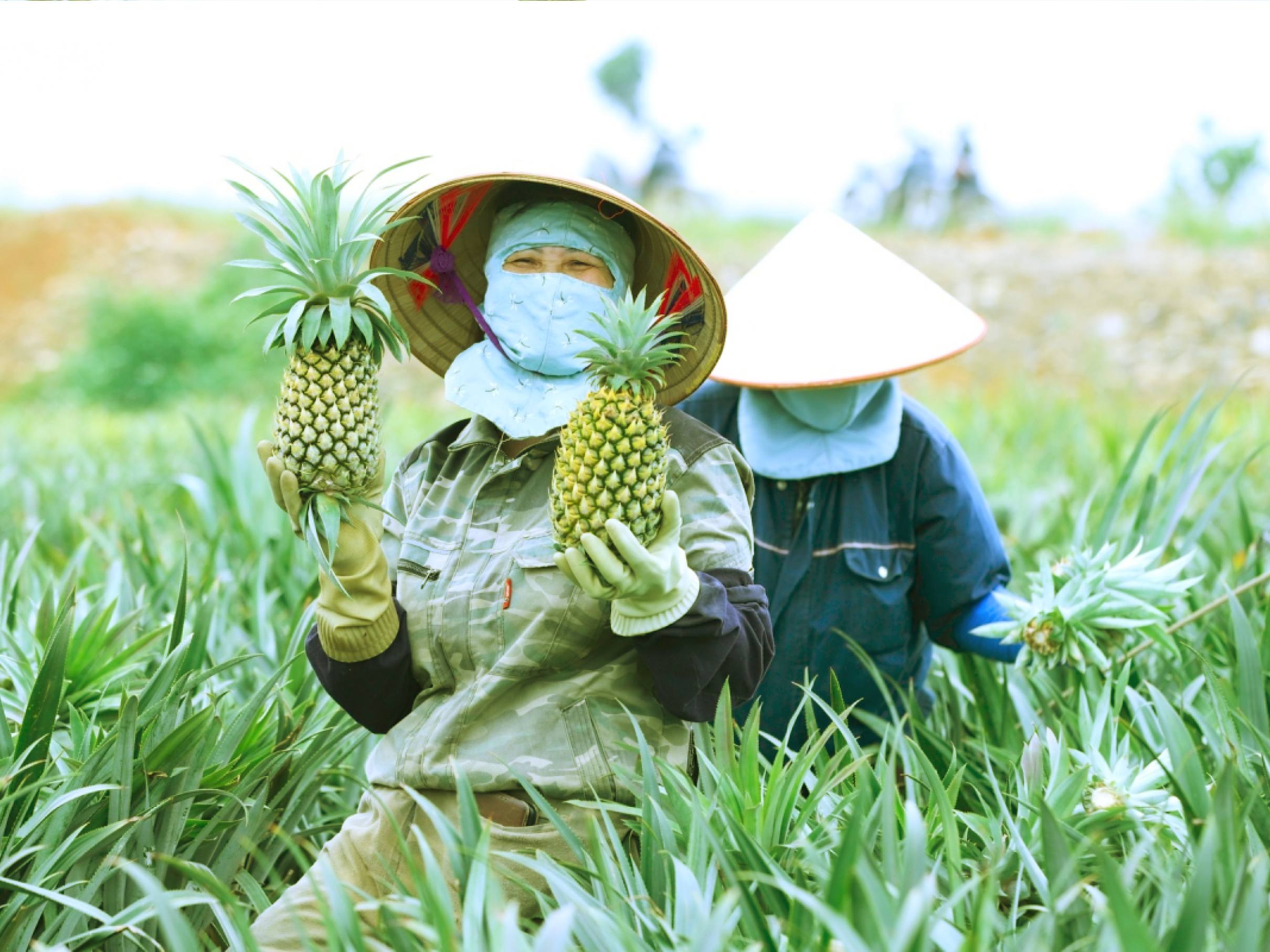 Ninh Binh: Phat Diem Stone Cathedral & Pineapple Farm Tour image 2