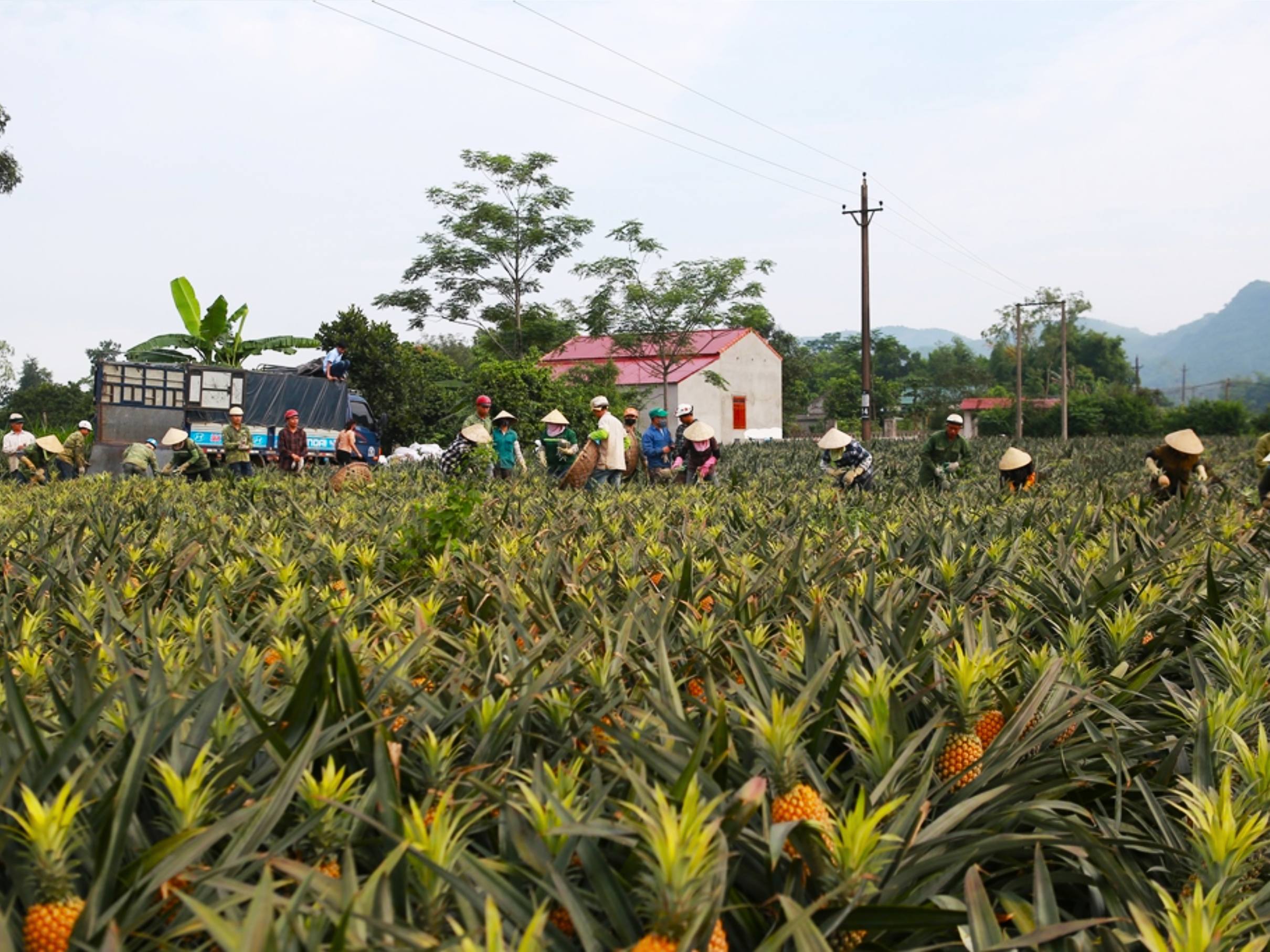 Ninh Binh: Phat Diem Stone Cathedral & Pineapple Farm Tour image 6