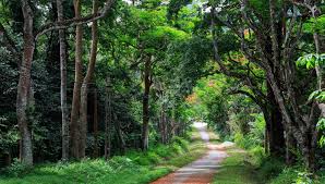 Discover Cuc Phuong National Park Day Tour Small Group